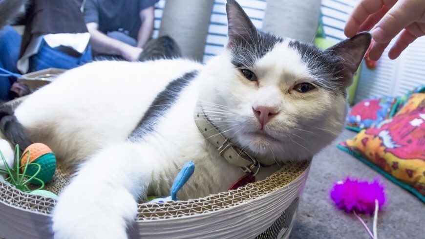 Не только крысоловы: как кошки спасали человечество?