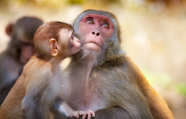 Снижение сплоченности и связей среди стареющего населения