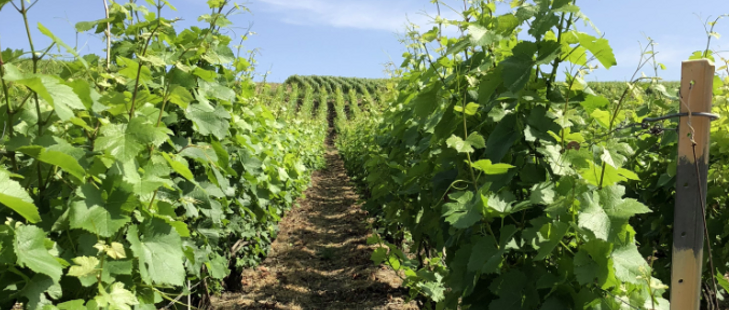 Шампанское Чарльз Эллнер