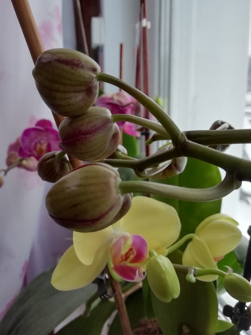 Их всего лишь нужно наказать! Как заставить цвести Орхидеи (Фаленопсисы).