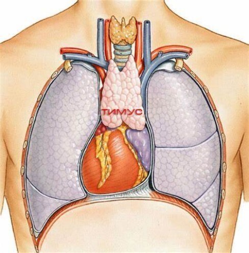 Тимус и иммунитет человека