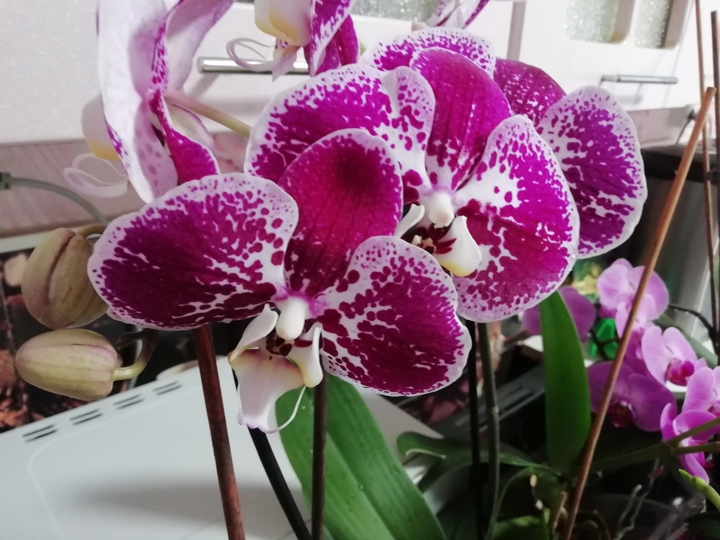 Их всего лишь нужно наказать! Как заставить цвести Орхидеи (Фаленопсисы).