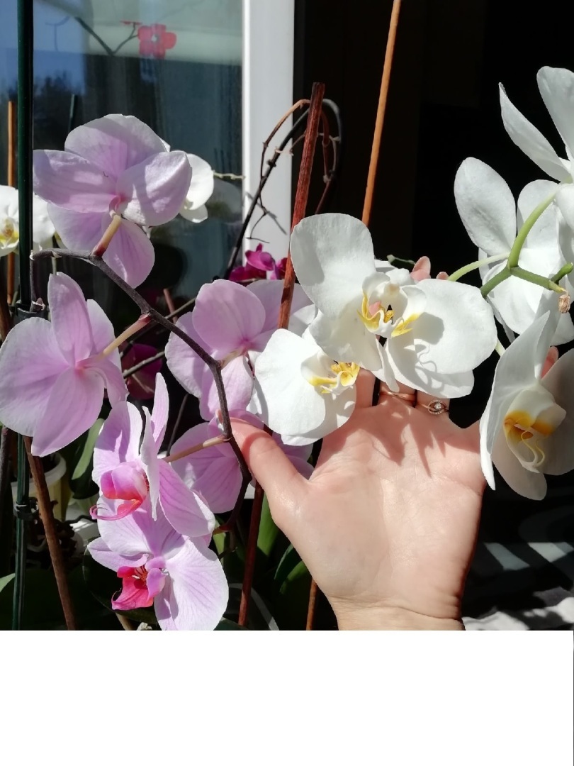 Их всего лишь нужно наказать! Как заставить цвести Орхидеи (Фаленопсисы).