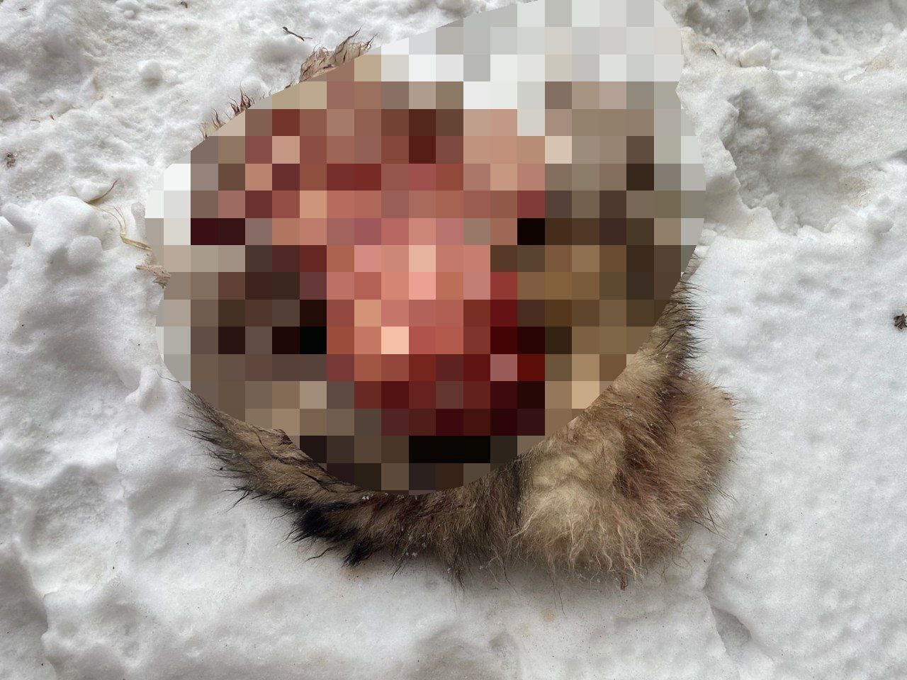 Пример насилия над животными: на Сахалине дети нашли расчлененное тело хаски на заброшенной стройке