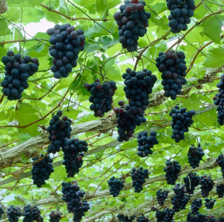 Действительно ли вино полезно для здоровья или это просто миф?