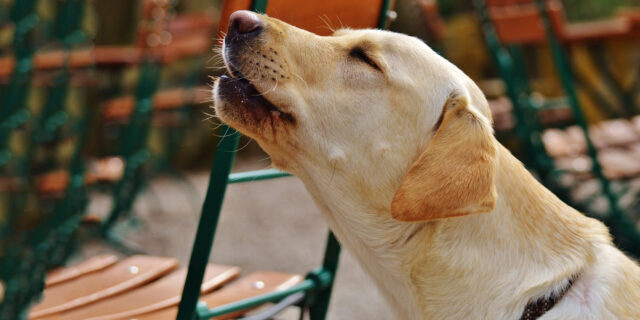 Раскрыта тайна воющих собак, что открыла наука и какое этому дала объяснение?