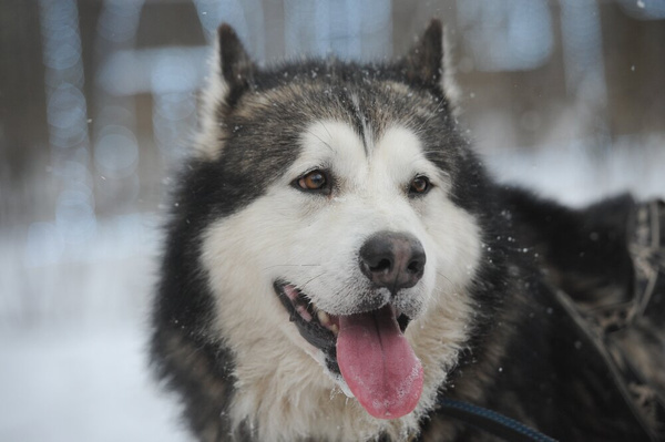 Пример насилия над животными: на Сахалине дети нашли расчлененное тело хаски на заброшенной стройке