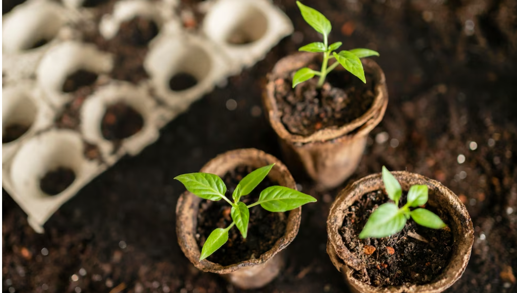 Никогда не используйте перекись водорода для замачивания семян. Секреты садовода