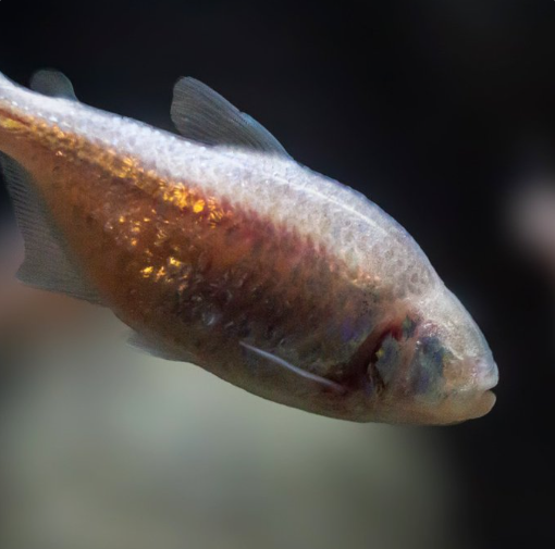 Пауки в темных пещерах эволюционируют, чтобы ослепнуть