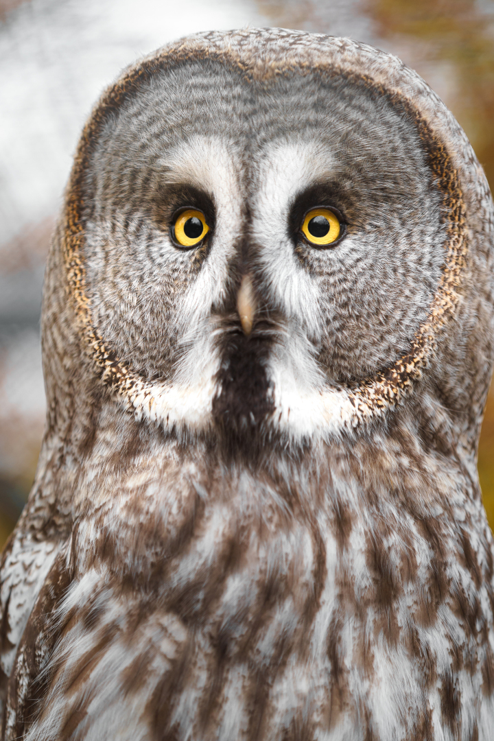 Что вас ждет,на этой недели гороскоп.