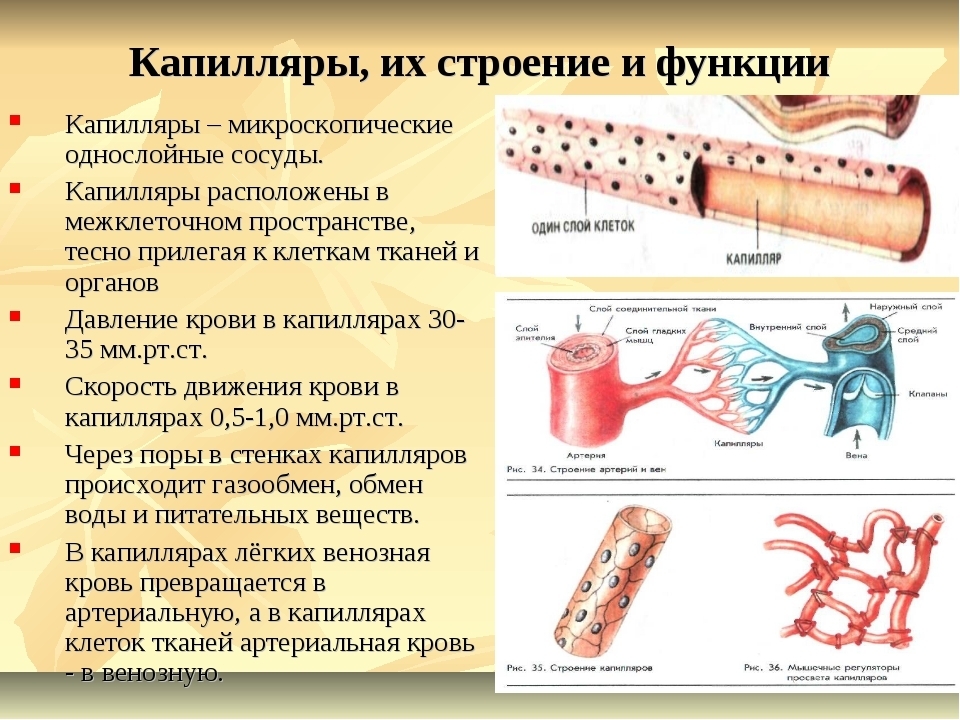 Строение и основные функции крови и кровообращения презентация