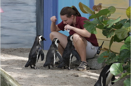 Аризонский аквариум принимает птенцов африканских пингвинов, находящихся под угрозой исчезновения