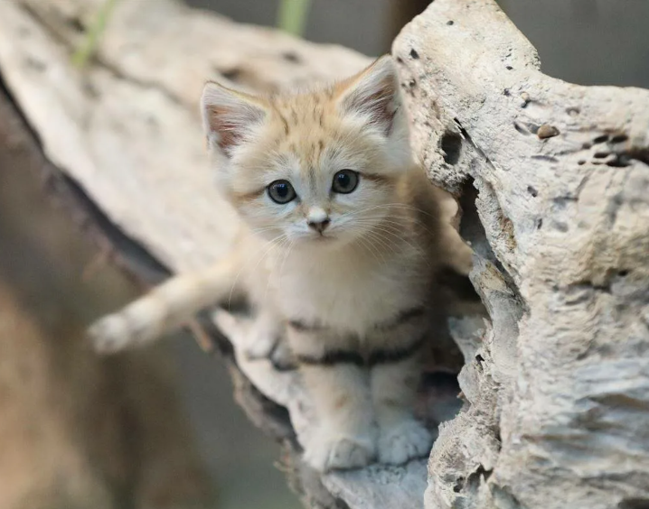 Маленькие пустынные бродяги, покорители песчаных дюн, ну и просто пушистые очаровашки- Барханные кошки