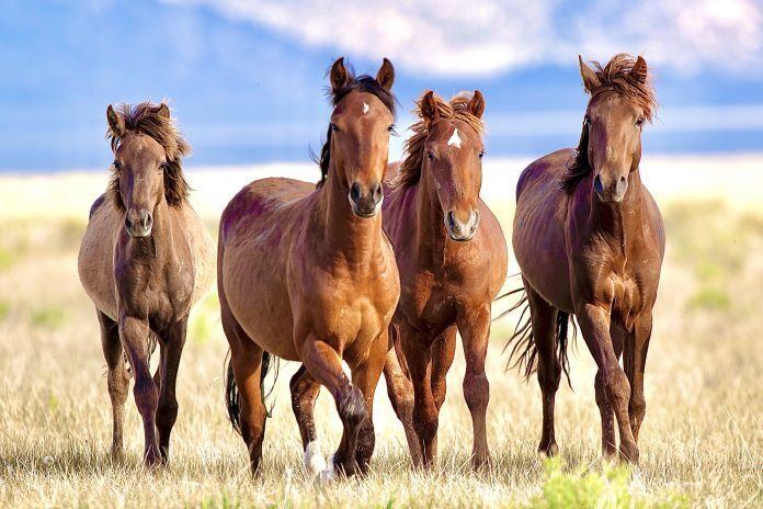 Заповедник диких животных помогает защитить диких лошадей в Колорадо, приобретая 22 450 акров земли, чтобы они могли свободно бродить