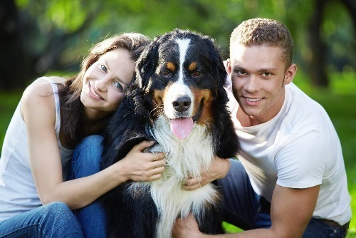 Язык животных или как понимать своего питомца?