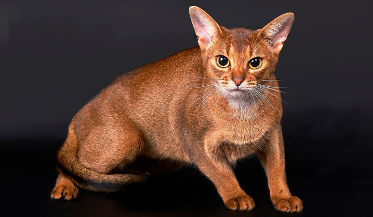 Абиссинская кошка