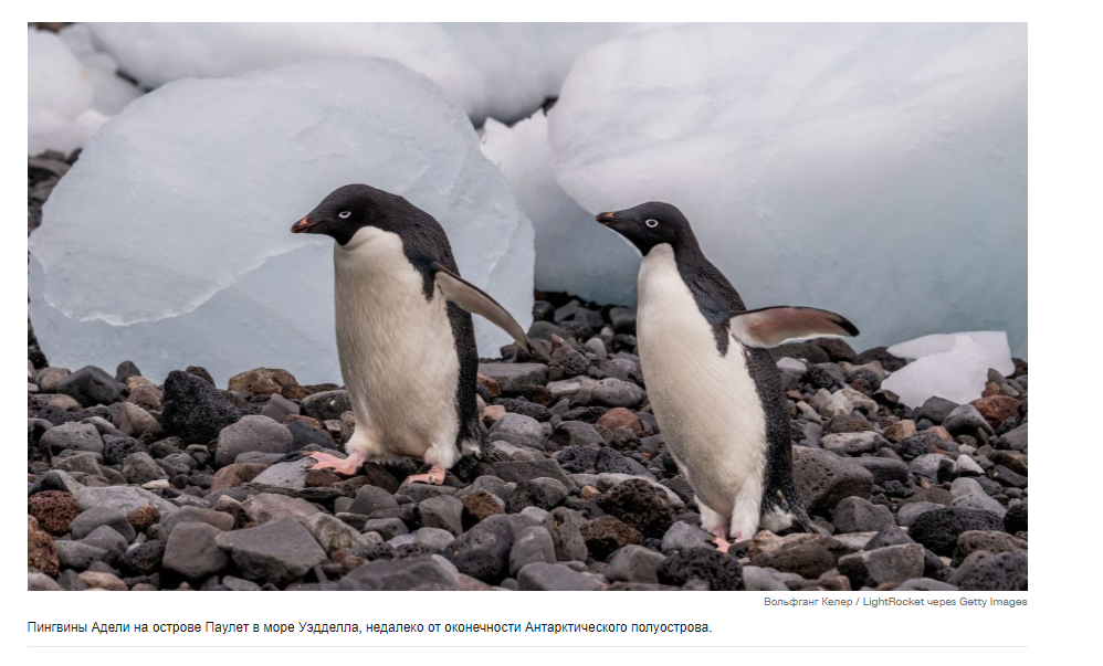"Начало конца?": Ученые бьют тревогу, поскольку антарктический морской лед второй год подряд достигает рекордно низкого уровня