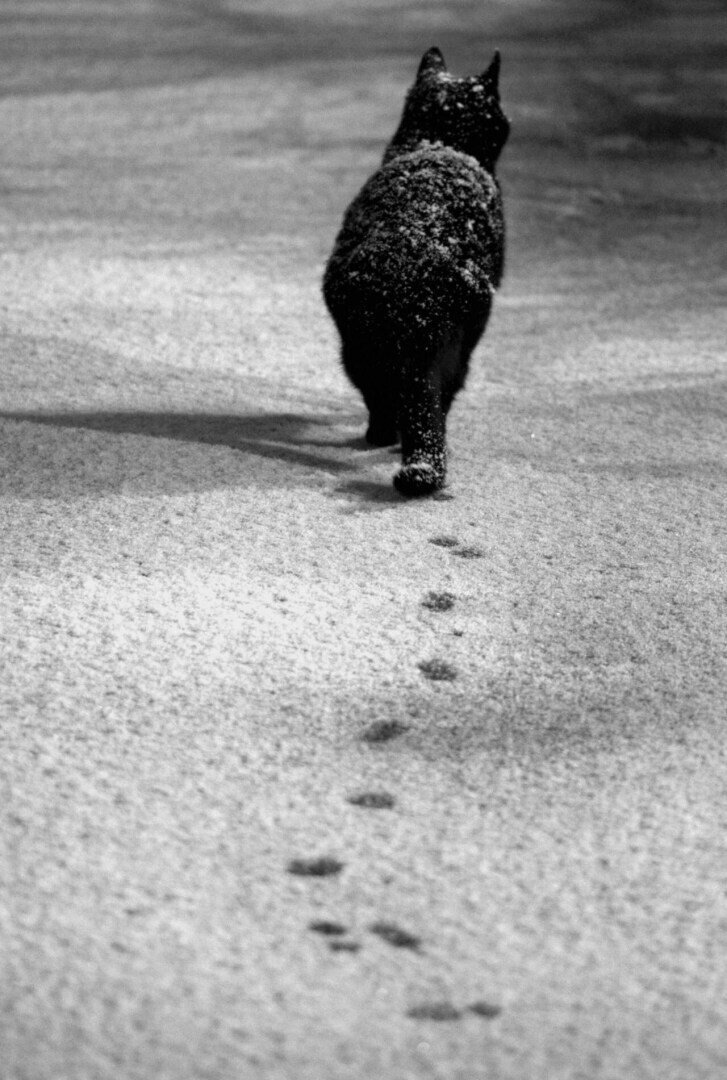 Почему кошки могут уйти из дома?