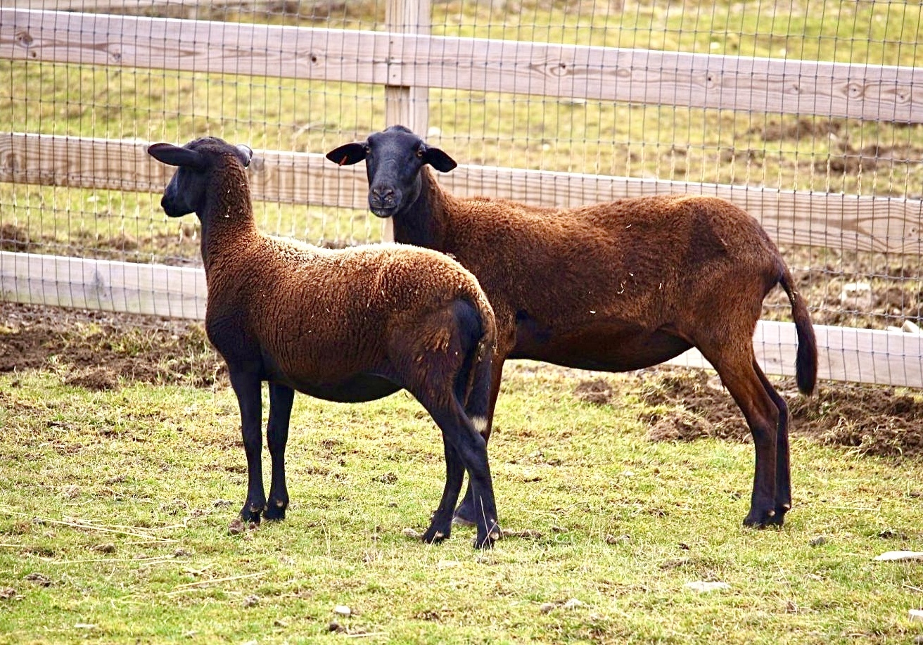 Приют для животных Индралока спасает заброшенное стадо беременных овец и других сельскохозяйственных животных и обеспечивает им любящий дом навсегда