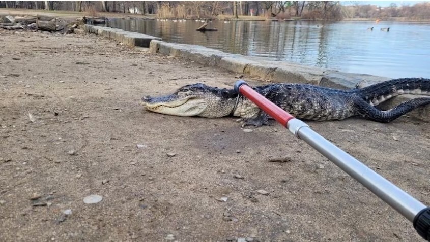 Аллигатор, спасенный из холодного Нью-Йоркского озера, доставлен в зоопарк Бронкса для лечения