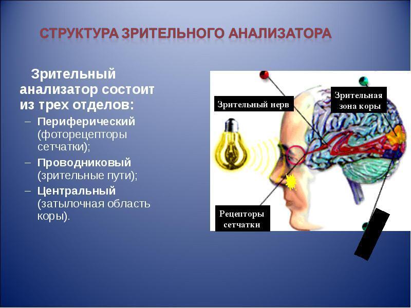 Генератор образования человека