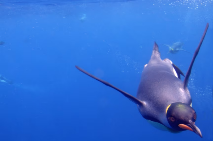 Правительство планирует защитить участок моря размером с Германию вокруг острова Маккуори.