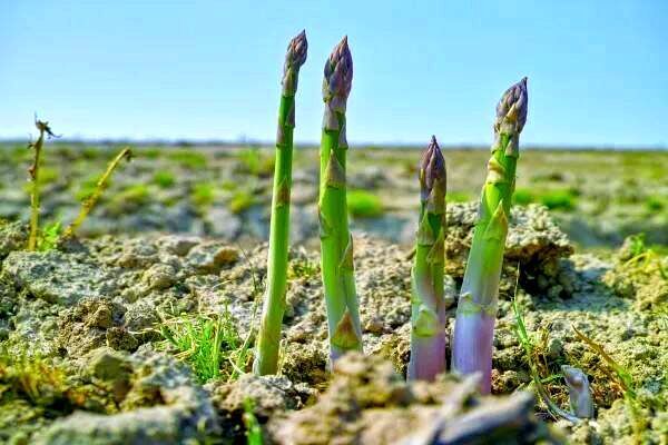 Спаржа: свойства, польза и противопоказания