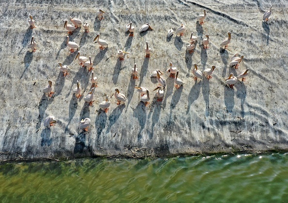 Перья странствующего альбатроса могут дать информацию об их поиске пищи на большие расстояния