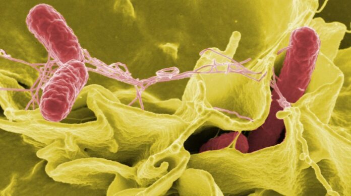 Альтернатива антибиотикам, вырабатываемым бактериями кишечной микробиоты