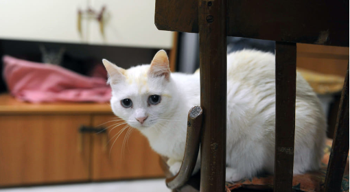 У него аллергия на кошку, и он просит свою девушку бросить ее: она уходит с животным.