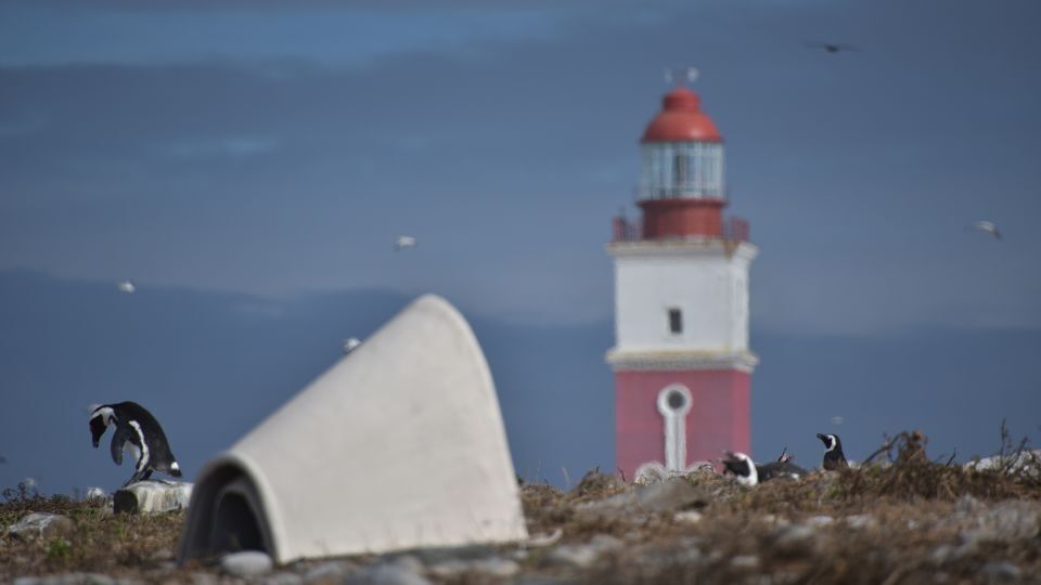 Эти маленькие керамические хижины помогают находящимся под угрозой исчезновения пингвинам и их птенцам!!!