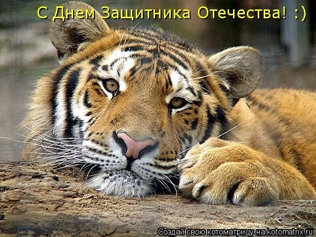 Поздравляем славных защитников!