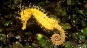 Спасение морских коней - миссия женщины