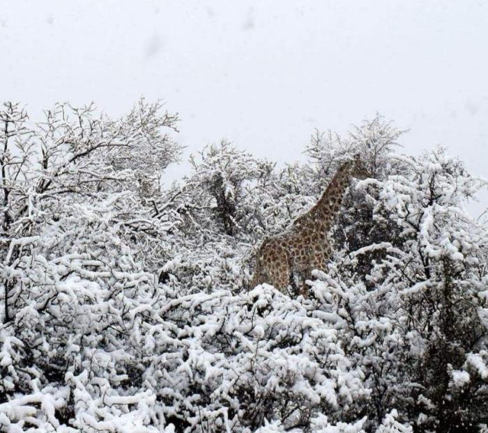Такого снегопада!
