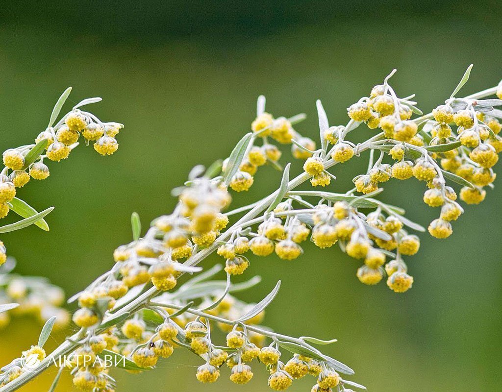 Фото горькой лечебной полыни