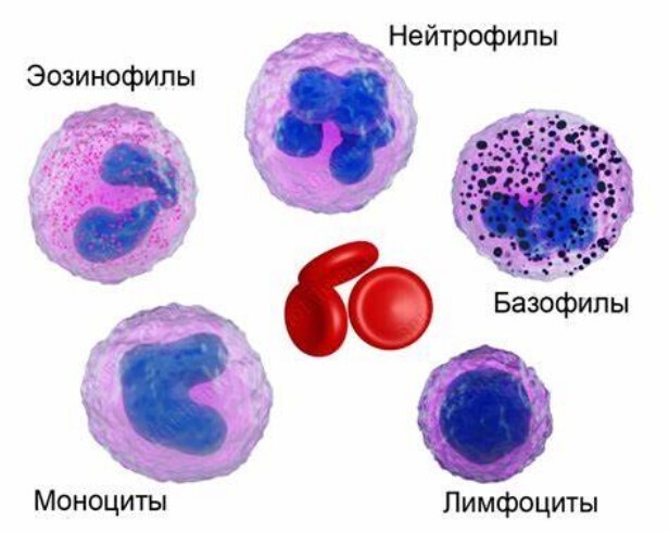 Лейкоциты - бойцы невидимого фронта