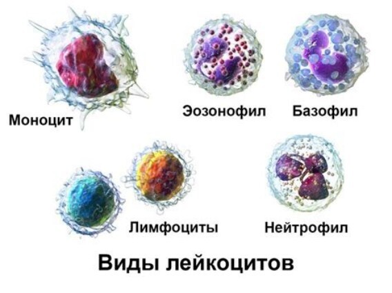 Лейкоциты - бойцы невидимого фронта