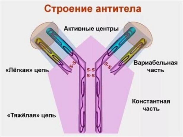 Антитела иммунной системы человека