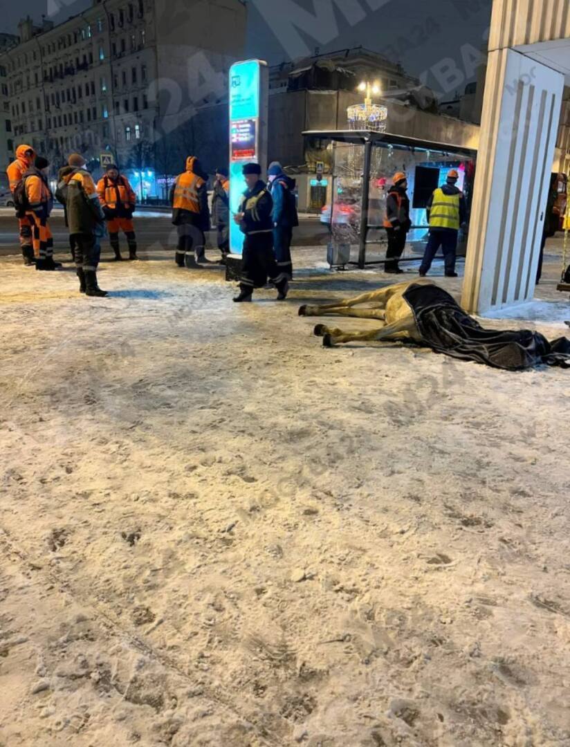 Лошадь погибла в Москве на Триумфальной площади, вторую лошадь удалось  спасти, видео 18+ | Татьяна Сергеевна, 25 февраля 2023