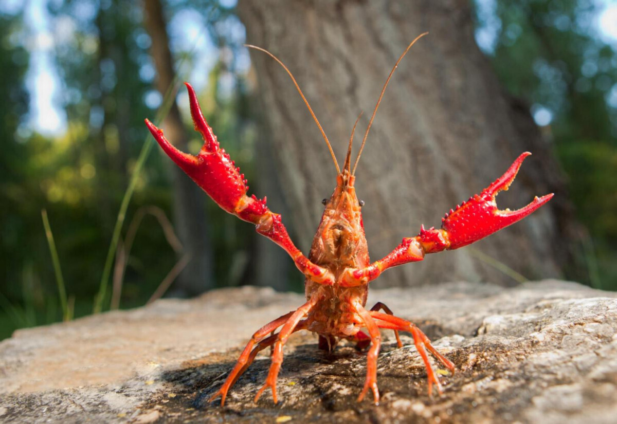Red Marsh Crayfish