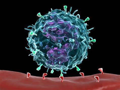 Макрофаги - основной компонент иммунной системы