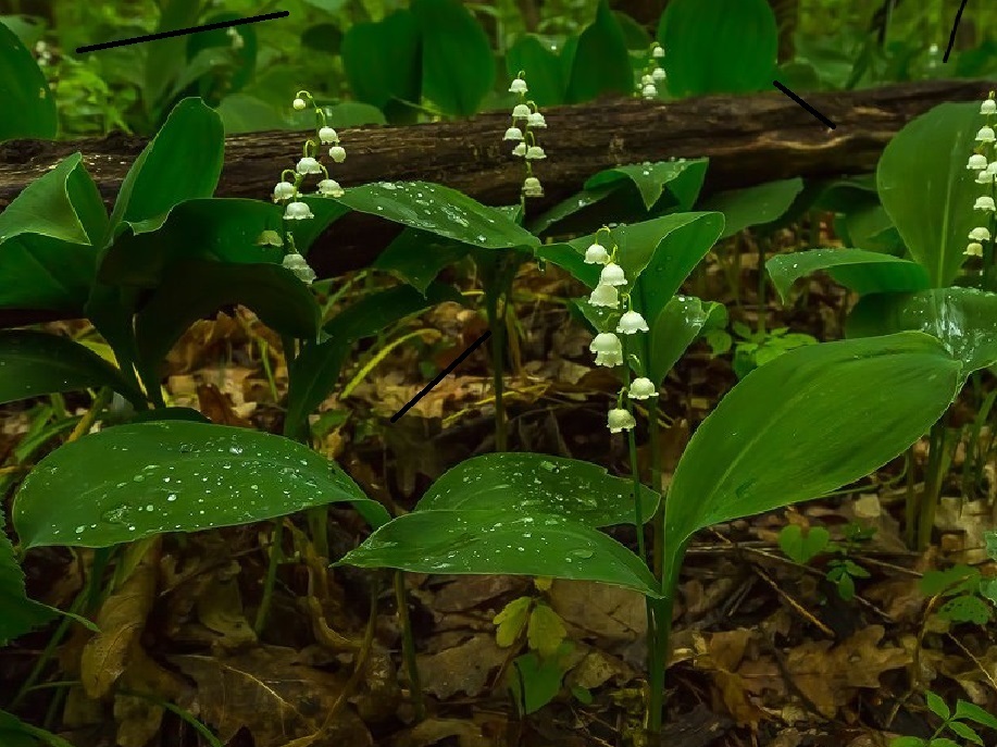 Ландыши! Не срывайте их, попадете на штаф!