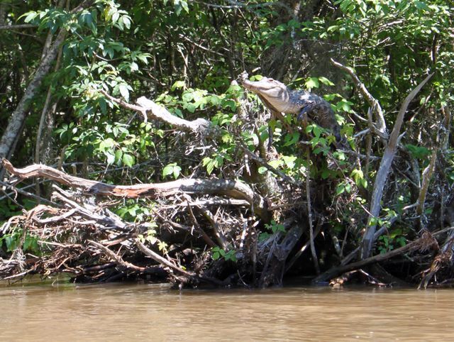 Почему крокодилы лазают по деревьям?