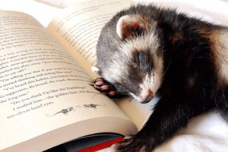 Нелепые животные доказывают, что могут спать где угодно