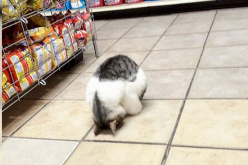 Нелепые животные доказывают, что могут спать где угодно