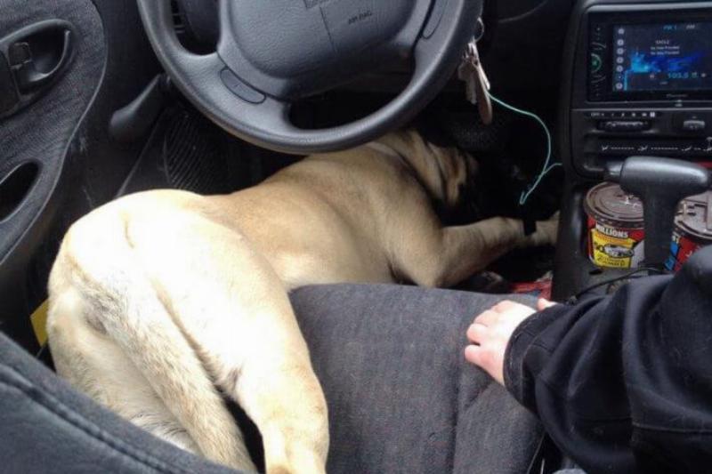 Нелепые животные доказывают, что могут спать где угодно