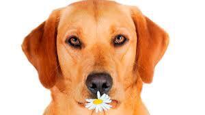 Советы по обучению вашей собаки.