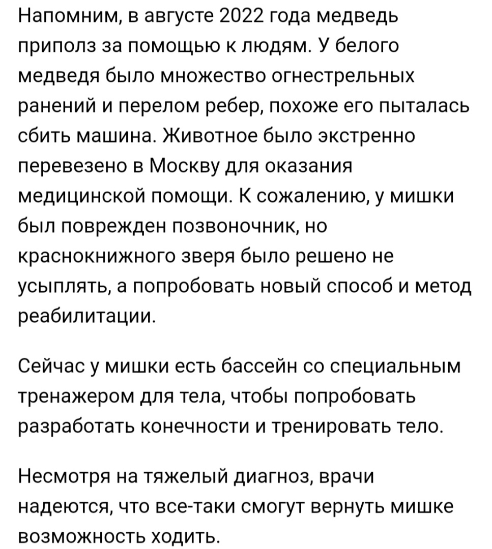 День полярного медведя: с праздником тебя, Умка