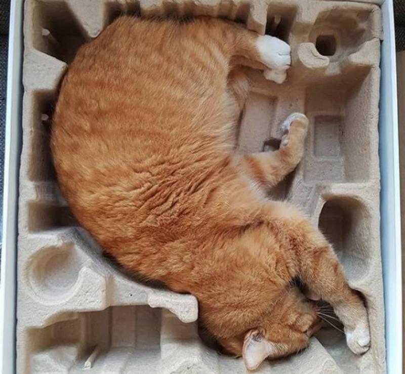 Фотографии, которые доказывают, что целеустремленный питомец может втиснуться практически во что угодно