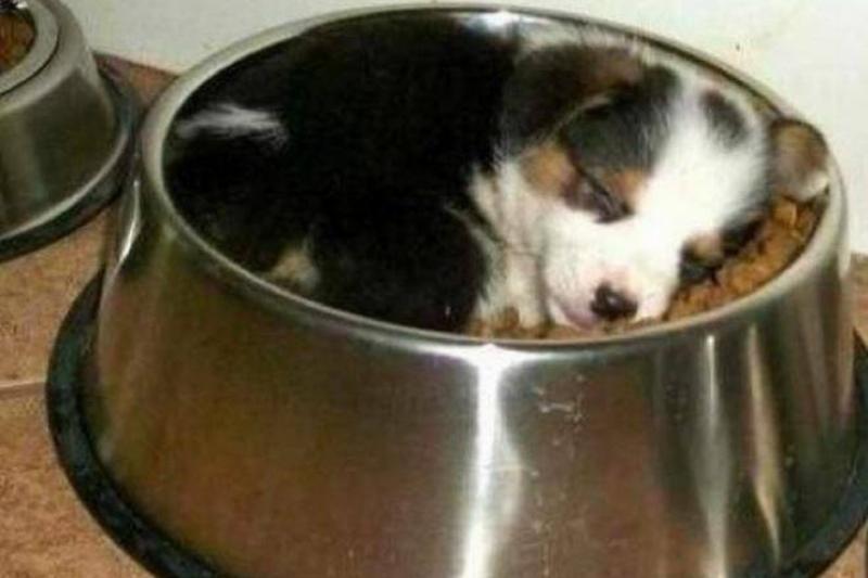 Фотографии, которые доказывают, что целеустремленный питомец может втиснуться практически во что угодно